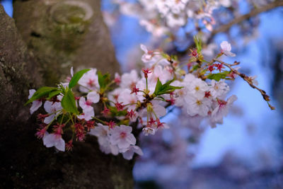 Close-up of pink cherry blossoms in spring