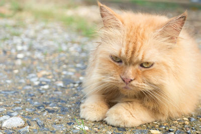 Close-up of ginger cat