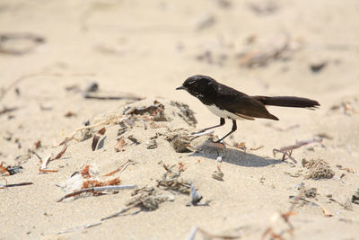 Close-up of bird perching on sand at beach