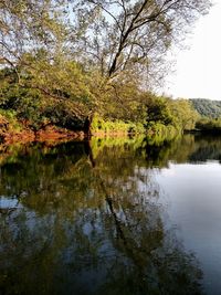 Reflection of trees in water