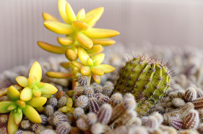 Close-up of potted cactus