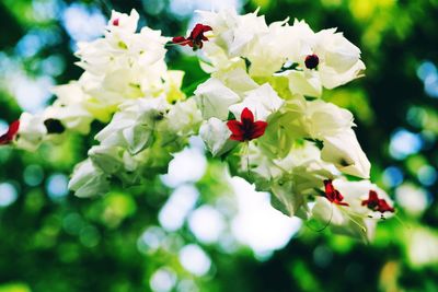 Close-up of white flowering plants