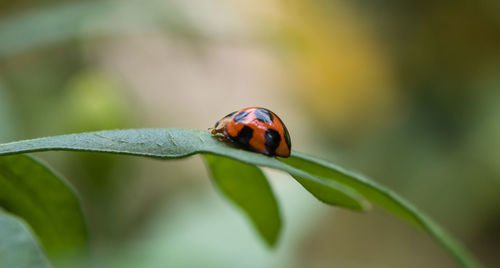 Close-up of ladybug on leaf