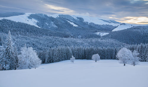 Winter landscape from rodnei mountains. foggy mornings with pine trees in the frozen national park.