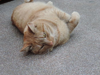 Close-up of ginger cat sitting