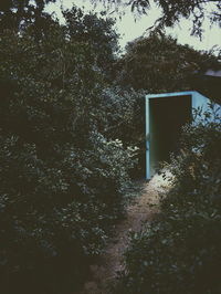 Plants in forest