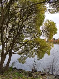 Reflection of trees in lake