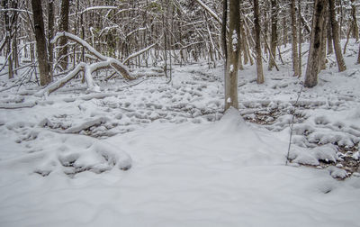 Snow covered trees in forest