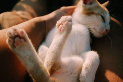 Close-up of cat relaxing at home