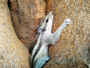 Close-up of lizard on tree trunk