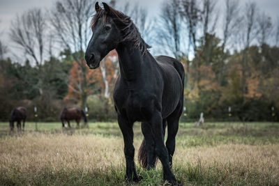 Horse on field against trees