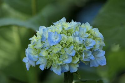 Close-up of purple hydrangea flowers