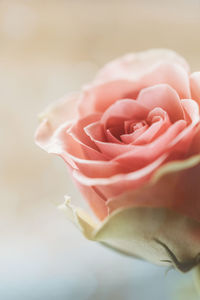 Close-up of rose bouquet