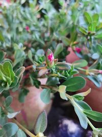 High angle view of pink flowering plant