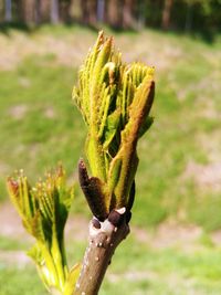 Close-up of succulent plant on field