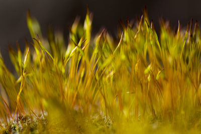 Close-up of wheat growing on field