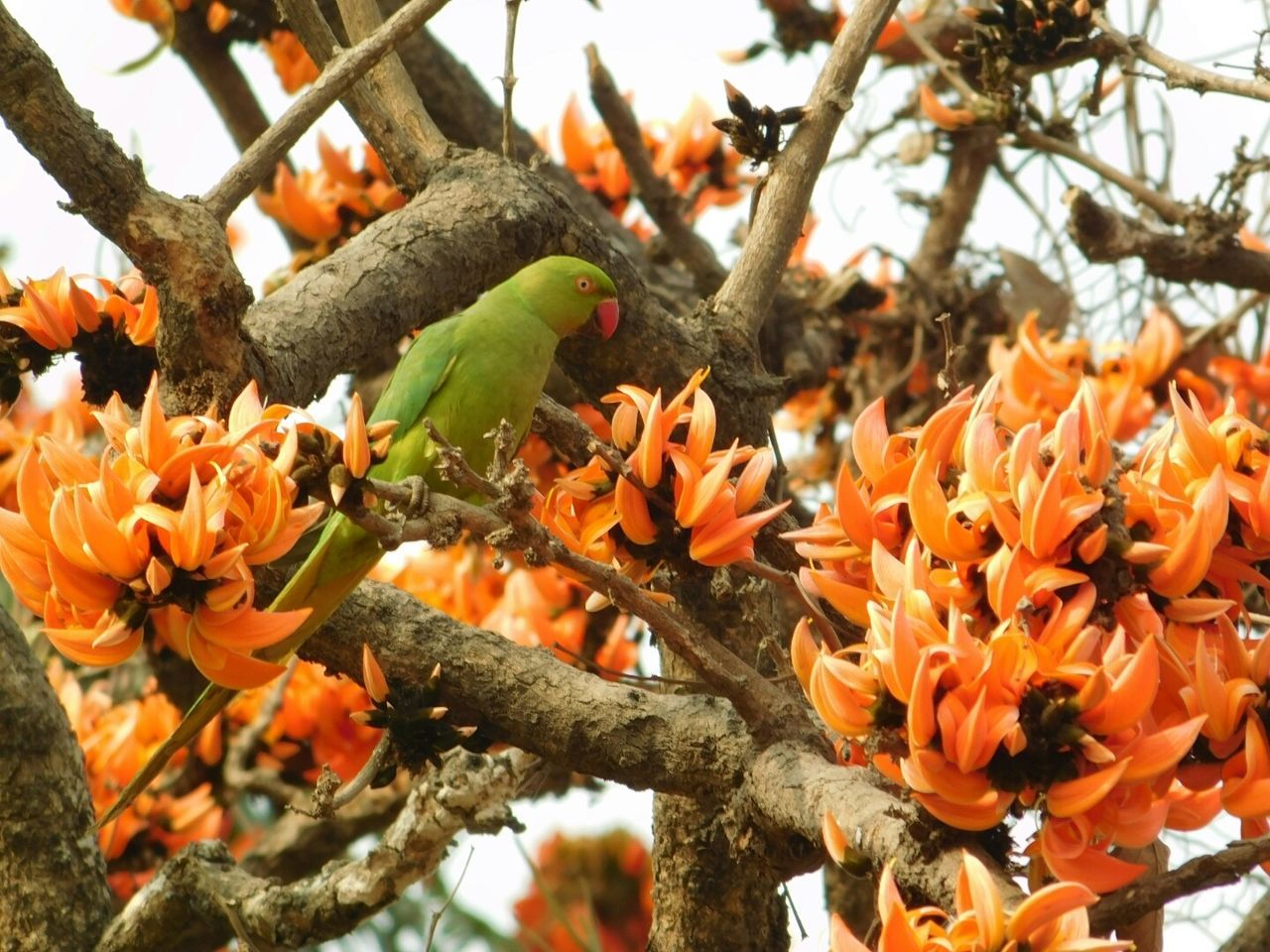 Parrot tree