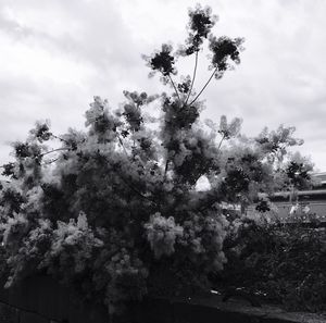 Flowers growing on tree against sky