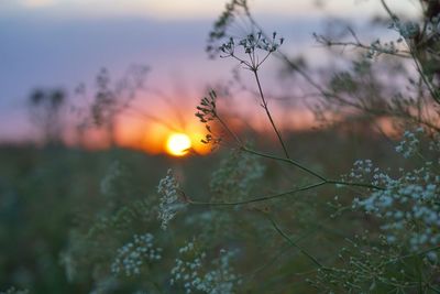 Close-up of flowers against sunset