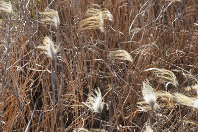 Close-up of dry plant on field