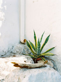 Close-up of potted plant against wall