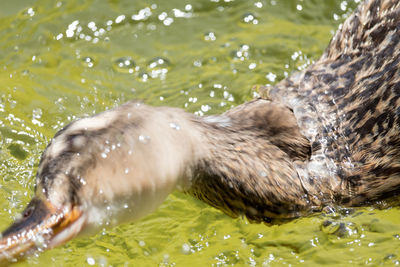 Close-up of duck swimming in water