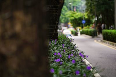 Close-up of purple flowering plant on road