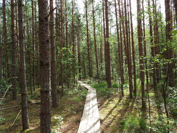 Trees in forest