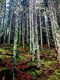 Trees in forest