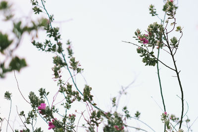 Low angle view of flower tree against clear sky