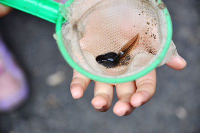 Close-up of a tadpole in fishing net