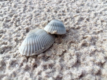 Close-up of seashell on sand at beach
