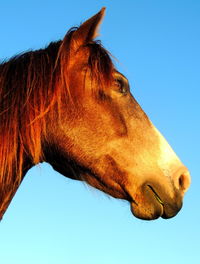 Low angle view of horse against clear sky