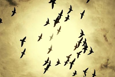 Low angle view of silhouette birds flying against sky