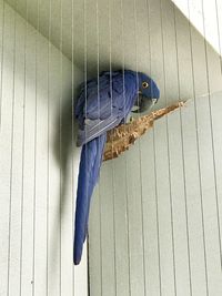 Close-up of bird perching on wood