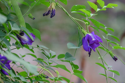 Close-up of butterfly pollinating on purple flowering plant