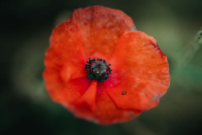 Close-up of red poppy flower