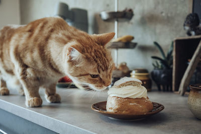 Cat smelling whipped cream from bun