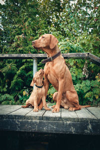 Close-up of dog on tree