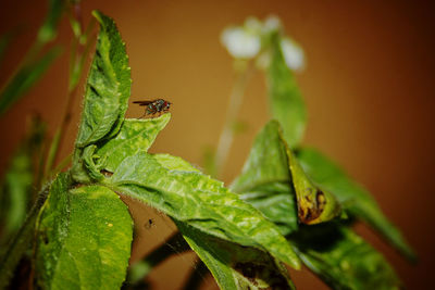 Close-up of insect on leaf
