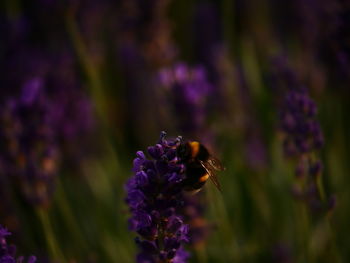 Close-up of bee pollinating on lavender