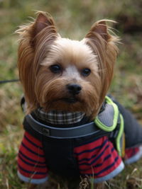 Close-up portrait of dog on field