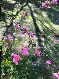 Close-up of pink flowers on tree