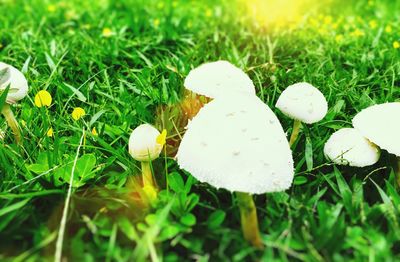 Close-up of mushroom growing on field