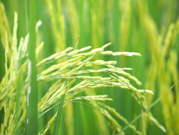 Close-up of wheat growing on field