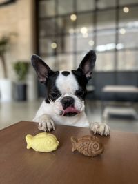 Portrait of dog at home