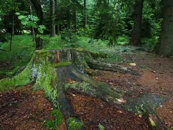 Trees in forest