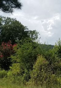 Trees and plants on field against sky