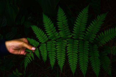 Cropped hand holding fern leaves