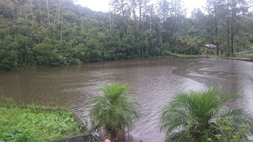 Scenic view of lake with trees in background